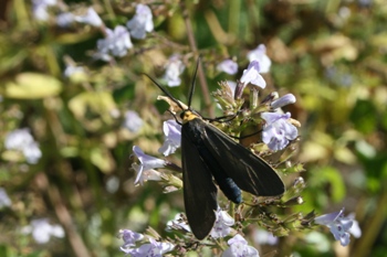 Calamint with yellow collared scape moth
